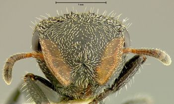 Media type: image; Entomology 21087   Aspect: head frontal view